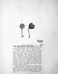 Marasmius wynneae image